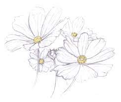 Daisies Flower Sketches Drawings Daisy Drawing