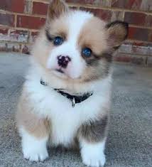 Who doesn't love a cute puppy picture? Omg So Cute And Beautiful Puppy Puppy