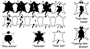 Kali ini saya akan merangkum beberapa gambar kartun hitam putih. Kucing Dua Warna Wikipedia Bahasa Indonesia Ensiklopedia Bebas