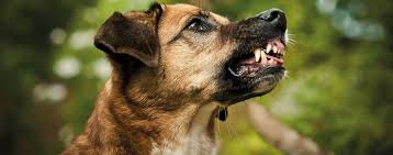 Hat sich die hormonkonzentration im blut wieder normalisiert, muss der behandelnde arzt entscheiden, ob zusätzlich. Hypothyreose Die Schilddrusenunterfunktion Beim Hund Schweizer Hunde Magazin