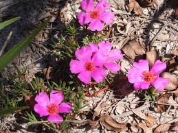 Image result for Portulaca foliosa