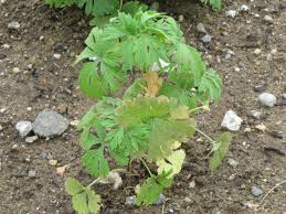 Image result for Leonurus japonicus