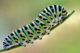 In this game, the caterpillars are facing some problem in changing to pupa. The Butterfly Lifecycle Why Do Caterpillars Whistle Terminix Blog