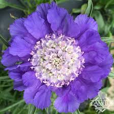Image result for Scabiosa