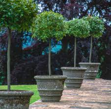 This stabilizes the tree and gives room for the tree's root catalpa trees grow best in full sun and some light shade in the hottest weather. 10 Small Trees That Grow Well In Pots Horticulture Co Uk