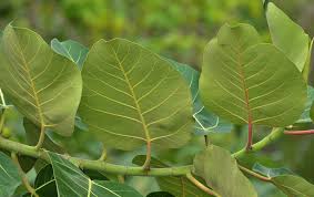 Image result for Ficus trichopoda