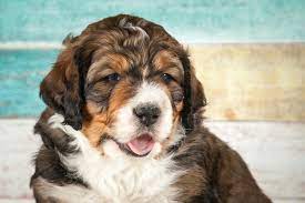 The australian bernedoodle is a mixture between a bernese mountain dog and an australian labradoodle. The Definitive Bernedoodle Owner S Guide A Loyal Loving Fluffy Companion Perfect Dog Breeds
