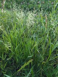 Image result for Agrostis kilimandscharica