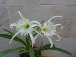Image result for Ismene narcissiflora