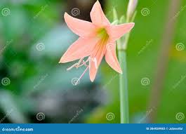 Image result for Hippeastrum puniceum
