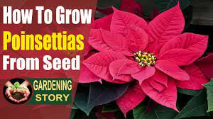 If You Want To Know How To Grow Poinsettias From Seed It Only Requires Three Steps It Would Be Useful To Understa In 2021 Poinsettia Plant Poinsettia Care Poinsettia