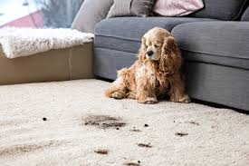 Alle artikel, die mit wohnung markiert sind. Kampf Gegen Hundehaare So Bleibt Deine Wohnung Sauber