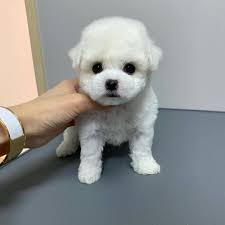 Browse thru our id verified puppy for sale listings to find your perfect belgian malinois litter of puppies for sale near missouri, west plains, usa. Teacup Poodle Puppies For Sale Near Me Mini Toy Poodles Puppies
