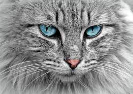 And how you would look and act? Warrior Cat Name Generator Quiz Crackthequiz