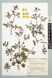 Image result for Calceolaria tripartita