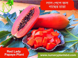 And your tree will grow up to a manageable size. Red Lady Papaya Fruit Trees For Sale 2021