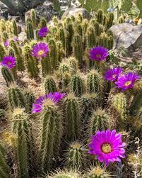 See the rare family photo here. See Gorgeous Cactus Flowers In Arizona By Visiting These Places
