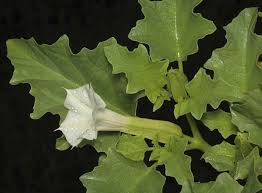 Image result for Datura ferox