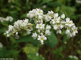 Image result for Fagopyrum