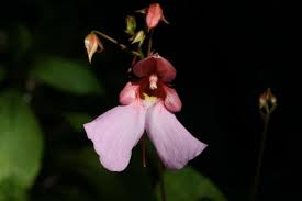 Image result for Impatiens gomphophylla