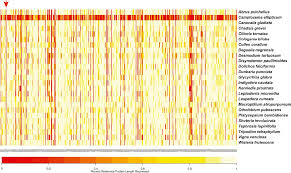 Image result for Leptoderris