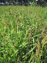Image result for Setaria verticillata