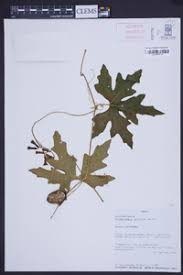 Image result for Anisophyllea quangensis