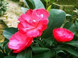 A Summer Blooming Camellia Hybrid Cross Of Camellia Japonica Clara Brooks X Camellia Azalea Flowers Are Miniature And Dense Flowers Bloom Azaleas