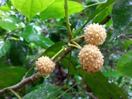 Image result for Lindackeria