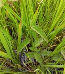 Image result for Kosteletzkya buettneri