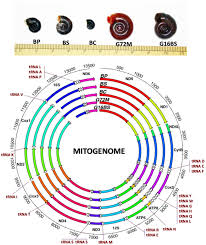 Complete Mitochondrial And Rdna Complex Sequences Of