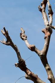 Early spring before new growth is the best time to prune crape myrtles. Cutting Crepe Myrtle Knots Why Knots Form On Crepe Myrtle Trees