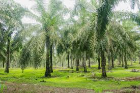 Image result for Elaeis guineensis