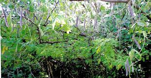 Image result for Teramnus uncinatus