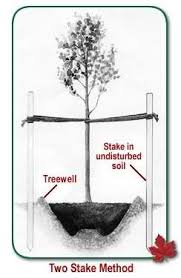 The badger state, or america's dairyland,lies east of minnesota and iowa, at the base of lake superior and to the west of lake michigan. Tree Maintenance Tree Farms Tree Care Trees To Plant