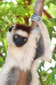 Silky Sifaka Lemur Propithecus Candidus Lemur Madigascar Madagascar Animals Beauty Animals Lemur