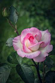 Pin By Art Zoom On Flowers Amazing Flowers Pretty Flowers Rose Flower