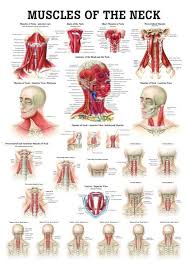 Muscle head neck muscular system organ face png clipart free. Human Muscles Of The Neck Poster Muscles Of The Neck Yoga Anatomy Muscle Anatomy
