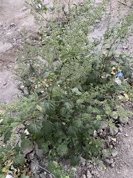 Image result for Chenopodiastrum