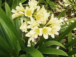 Image result for Clivia flowering