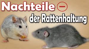 Tolle tiere und für jemanden, der tagsüber arbeitet gut zu halten. Ratten Als Haustiere Pro Und Contra á… Erfahrungen Tipps