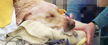 Glycemic Control Of Hospitalized Diabetic Patients Today S Veterinary Practice