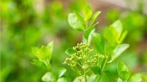 Maybe you would like to learn more about one of these? 7 Khasiat Daun Beluntas Bagi Kesehatan Tubuh