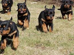 Satilik Rottweiler Yavrular Izlesene Com