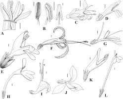 Image result for Megalochlamys revoluta