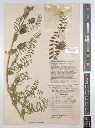 Image result for Astragalus atropilosulus