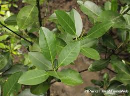 Image result for Rhizophora mucronata