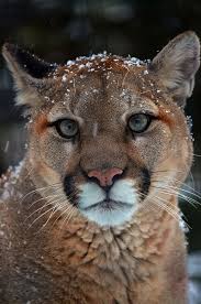 Puma Concolor The Cat With Many Names Cougar Puma Mountain Lion Catamount Mountain Screamer Panther Painter Are A Few Of Th Kitty Kitty Anima