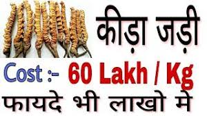 Keeda jadi wholesale supplier trader delhi. Brown Caterpillar Fungus Keeda Jadi Cordyceps Sinensis Grade Standard Medicine Grade Rs 1100 Gram Id 21821244688