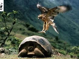 صوره صقر مدرب يقوم بالهجوم علي سلحفاه Galapagos Tortoise Galapagos Islands Animals Galapagos Islands